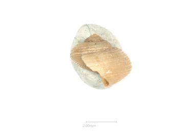 Media type: image;   Malacology 154835 Description: dry;  Aspect: LAT